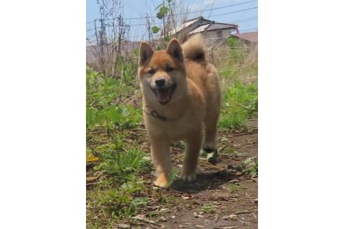 販売中の栃木県の柴犬-396197の4枚目